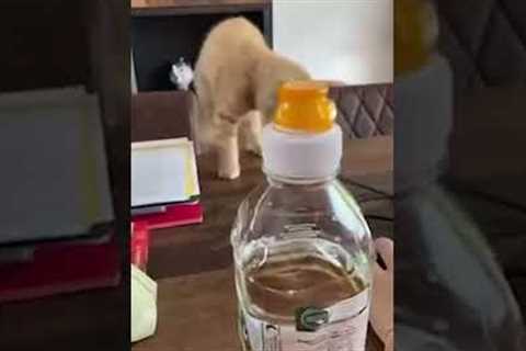 Kitten Falls Off Table #shorts