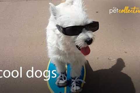 The COOLEST Dogs in the World! | Cool Dog Breed Compilation