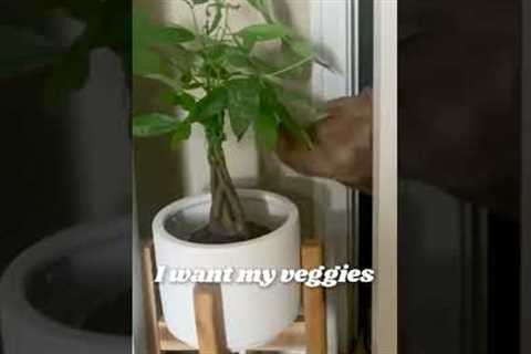 Cute Dog Tries to Eat Houseplant!