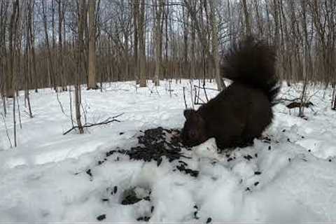 10 hour - Ground Squirrels Feeding in Nature - March 23, 2022