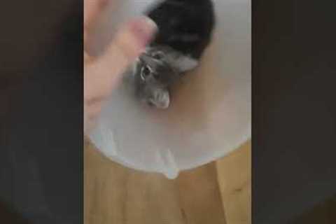 Kitten Tumbles In Bucket #shorts