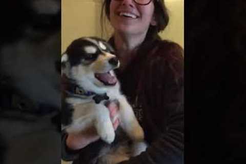 Hilarious Husky Puppy Struggles to Howl! #Shorts #NationalPuppyDay