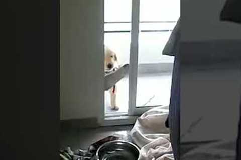 Cutest Puppy Can't Figure Out Door! #Shorts #NationalPuppyDay