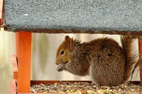 Backyard Squirrels - March 24, 2022