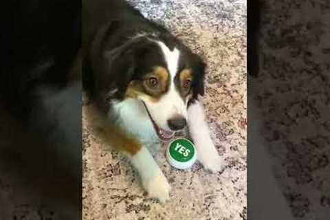 Hilarious Dog Uses Button to Ask for Treats! #Shorts