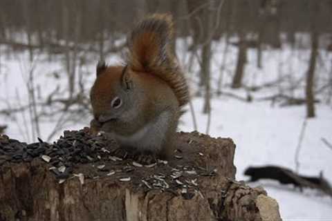 10 hour - Red Squirrels - March 25, 2022