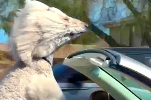 Poodle Sticks Head Out Of Convertible | Funny Pet Videos