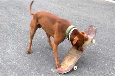 Skateboarding Dog -  My Hulk Puppy Reaction To Skateboard First Time