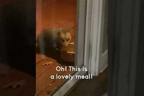 Funny Raccoon Chases Possum Away From Food! #Shorts