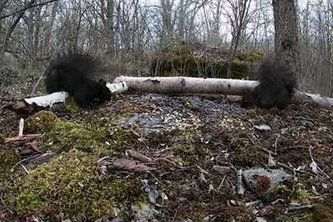 Black Squirrels on the Birch Log - 8 Hours - March 27, 2022