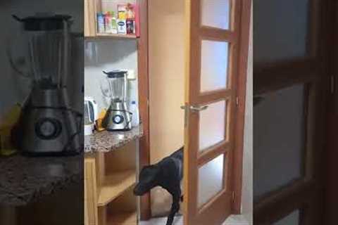 Dog Opens Door #shorts