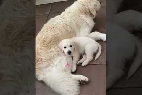 Adorable Puppy Cuddles with Big Dog