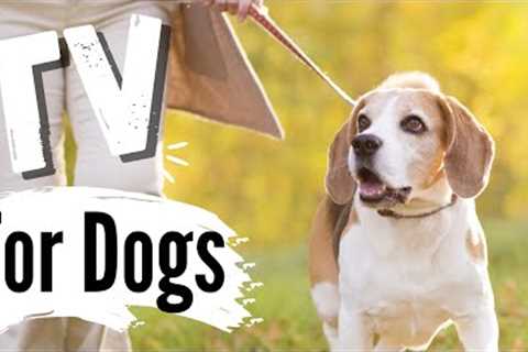 TV for Dogs | Dog's Walking ? | Fun Entertainment for Dogs | With Narration