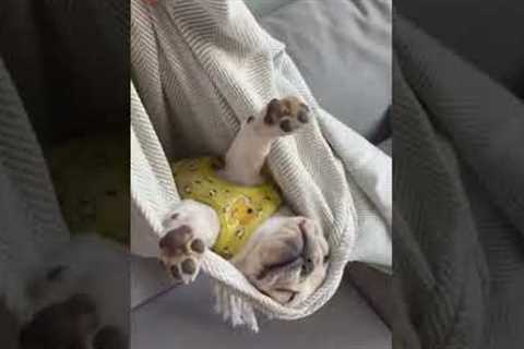 Bulldog Falls Asleep In Blanket #shorts