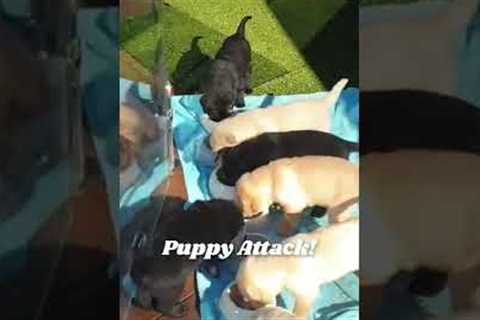 Cute Puppies Adorably Attack Pet Parent! #Shorts