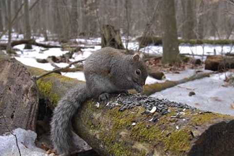 10 hour - Forest squirrels on a log - March 30, 2022