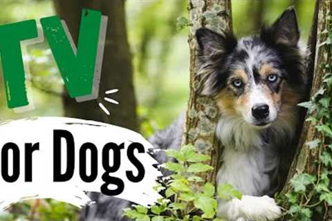 TV for Dogs | Dog's Playing In The FOREST ? | With Narration