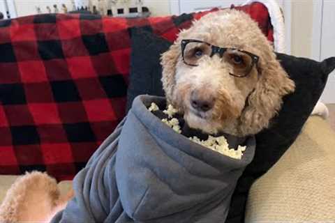 These Pets Love A Good Night In! | Best Pets of the Week