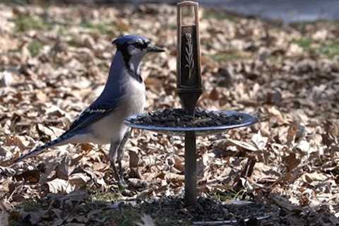 Breakfast for Birds and Squirrels - 10 Hours - April 2, 2022