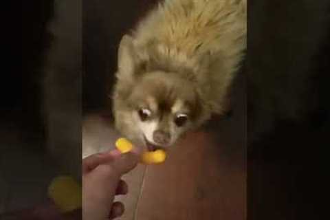 Puppy Steals Cheeto #shorts