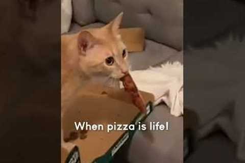 Hilarious Cat Steals Last Slice of Pizza! #Shorts