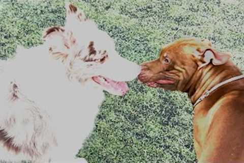 Hulk Meets New Friends For The First Time - Cute Best Friend Forever