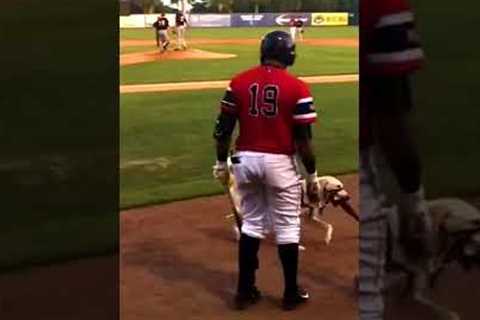 Cute Dog Becomes Batboy at Baseball Game! #Shorts