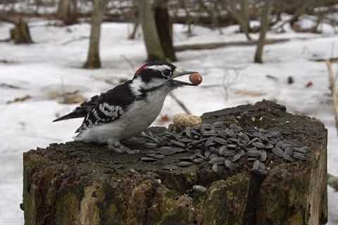 10 hour - Snowy Birds and Squirrels - April 6, 2022