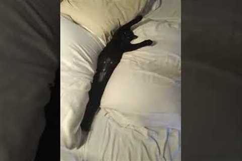 Cat Sleeps In-between Pillows #shorts