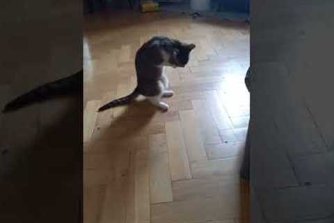 Cat Tries To Take Off Collar #shorts