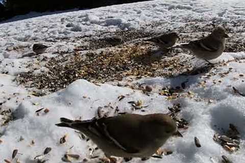 Ground Feeder with assorted Winter Birds - April 7, 2022