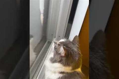 Cat Stares At Squirrel #shorts