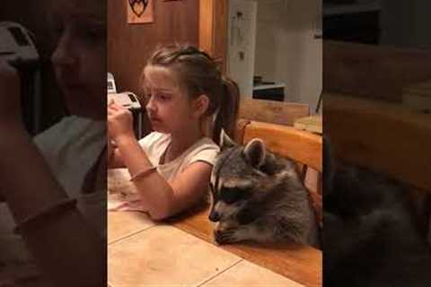 Hilarious Raccoon Devours Burrito for #NationalBurritoDay! #Shorts