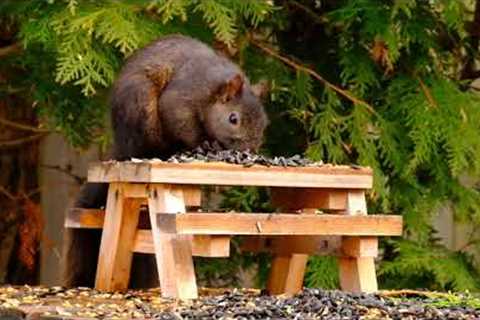 10 Hour - Family Picnic Chipmunks and Squirrels - April 8, 2022