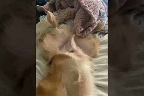 Golden Retriever Sleeps Funny #shorts