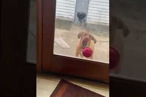 Dog Playing Ball Through Window #shorts