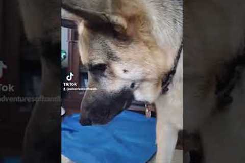 German Shepherd Tries To Play Catch With Baby #shorts