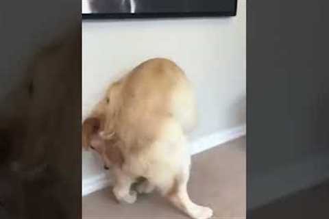 Golden Retriever Falls Chasing Tail #shorts