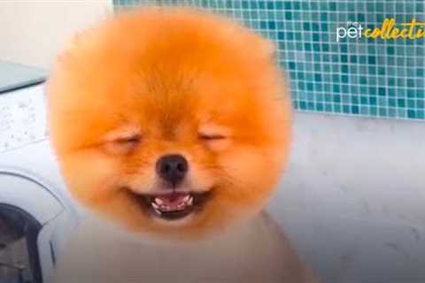 These Perfect Pomeranians Will Make You Smile