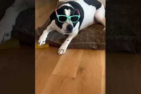 Dog With Shades Stays Cool #shorts