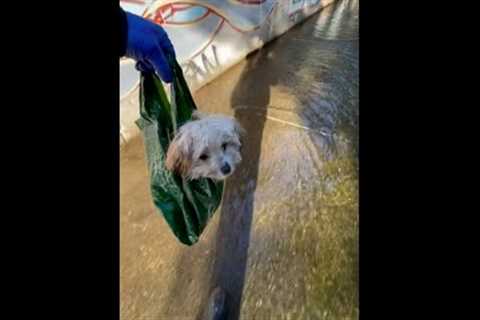 Incredible Hero Rescues Puppy From Storm Drain! #Shorts