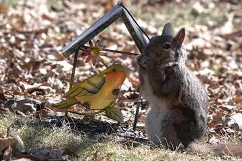 10 hours - Bird Decoration with Birds and Squirrels - April 13, 2022