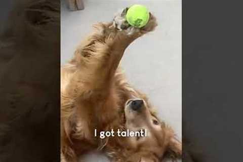 Funny Golden Retriever Shows Off Yoga Skills! #Shorts