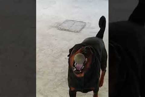 Dog Switches Food For Ball #shorts