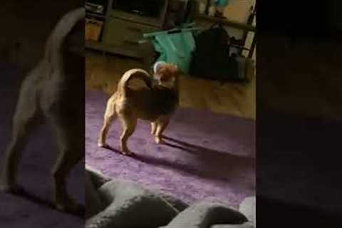 Dog Gets Cup Stuck In Mouth #shorts