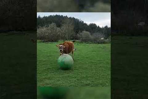 Team Of Cows Play Soccer #Shorts