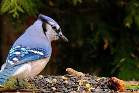 10 Hours - Jays up Close - April 14, 2022