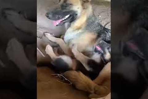 German Shepherd Pup Lays On Mom #shorts