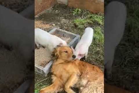 Pigs Lick Golden Retriever #shorts