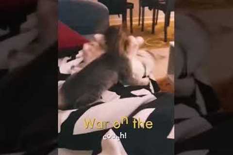 Hyper Cats Fight on Couch #Shorts